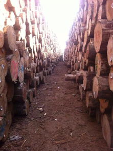芜湖建筑木模板木方 建筑木材加工厂